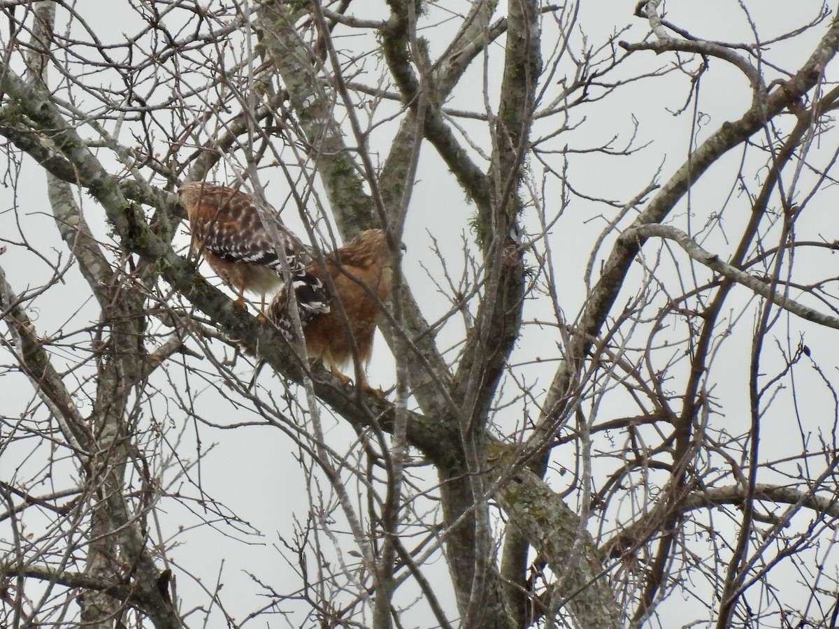 Red-shouldered Hawk - ML615584508