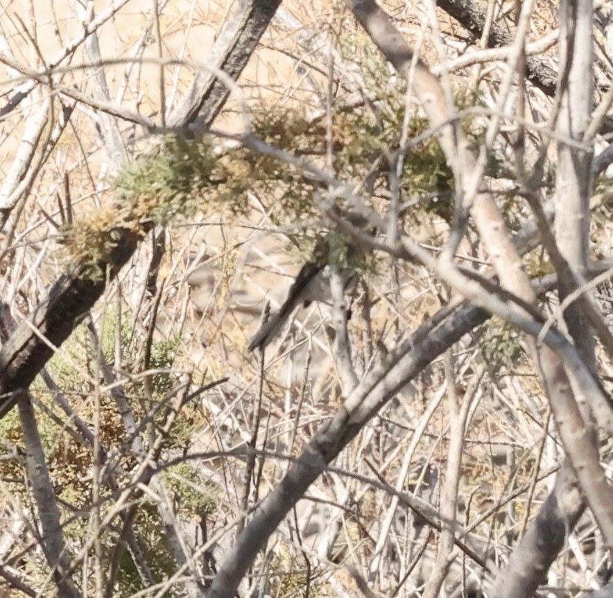 Blue-gray Gnatcatcher - Millie and Peter Thomas