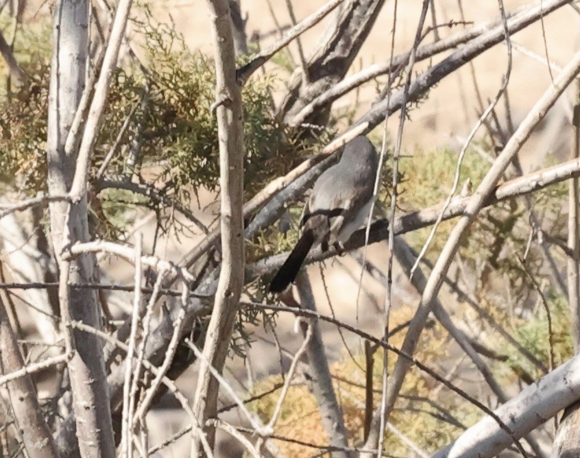 Blue-gray Gnatcatcher - ML615584515