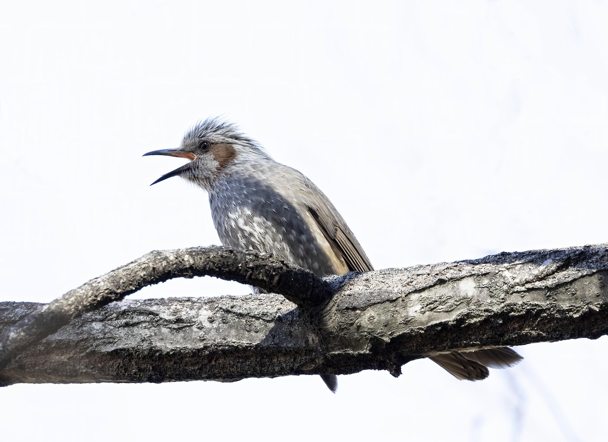 Brown-eared Bulbul - Peter Candido