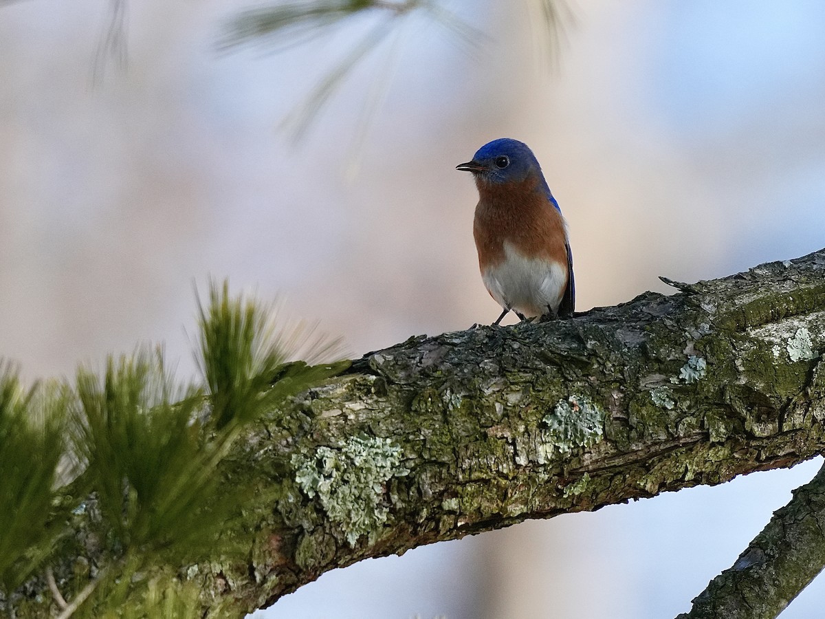 Eastern Bluebird - ML615584526