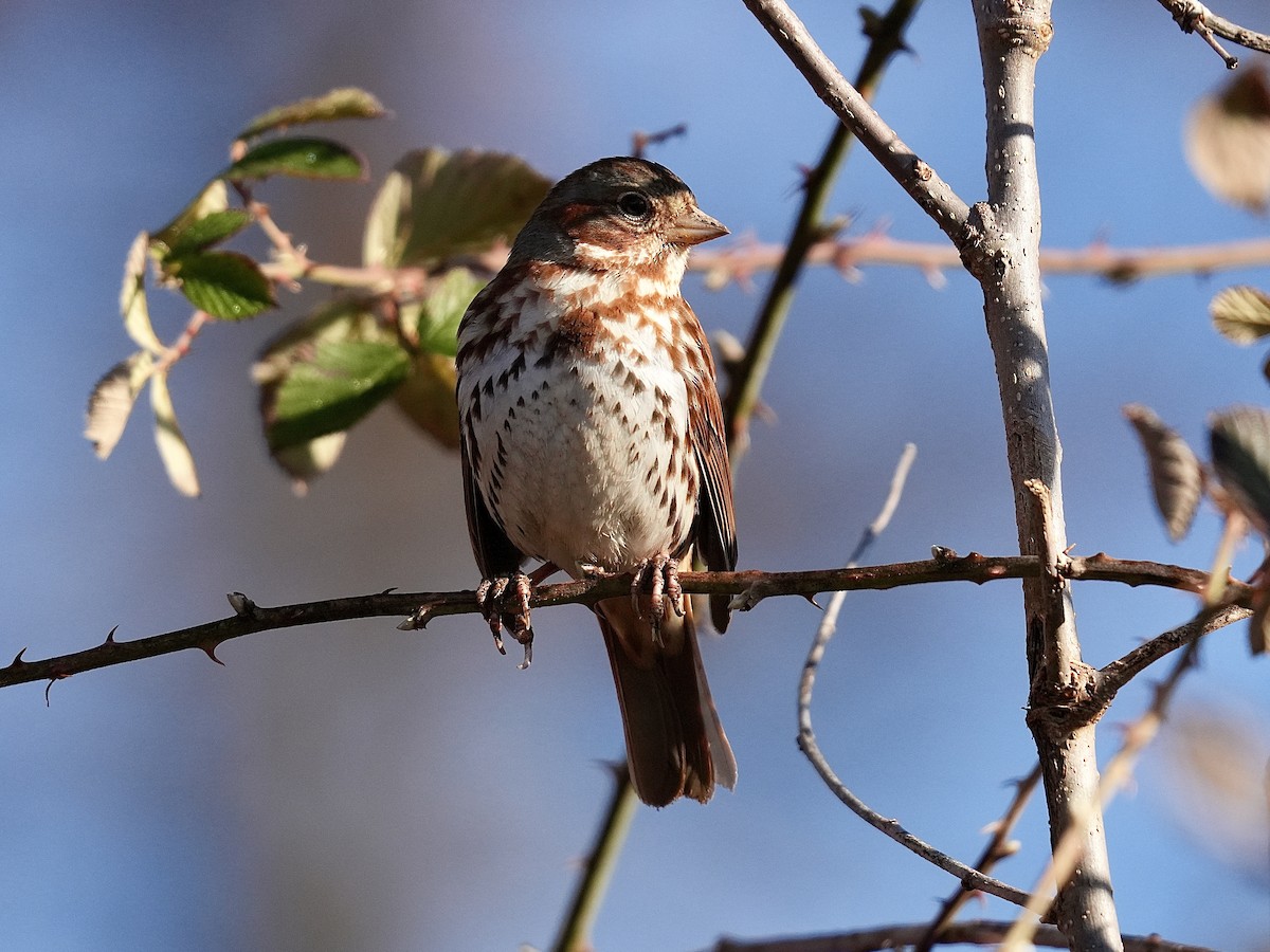 Fox Sparrow - Stacy Rabinovitz