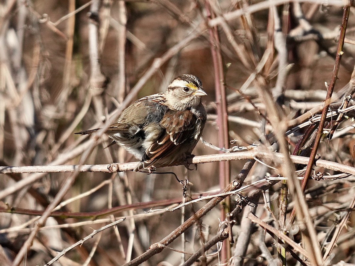White-throated Sparrow - ML615584547