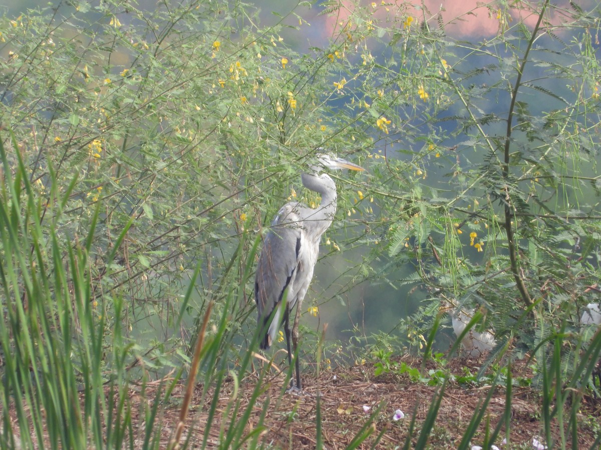 Gray Heron - ML615584554