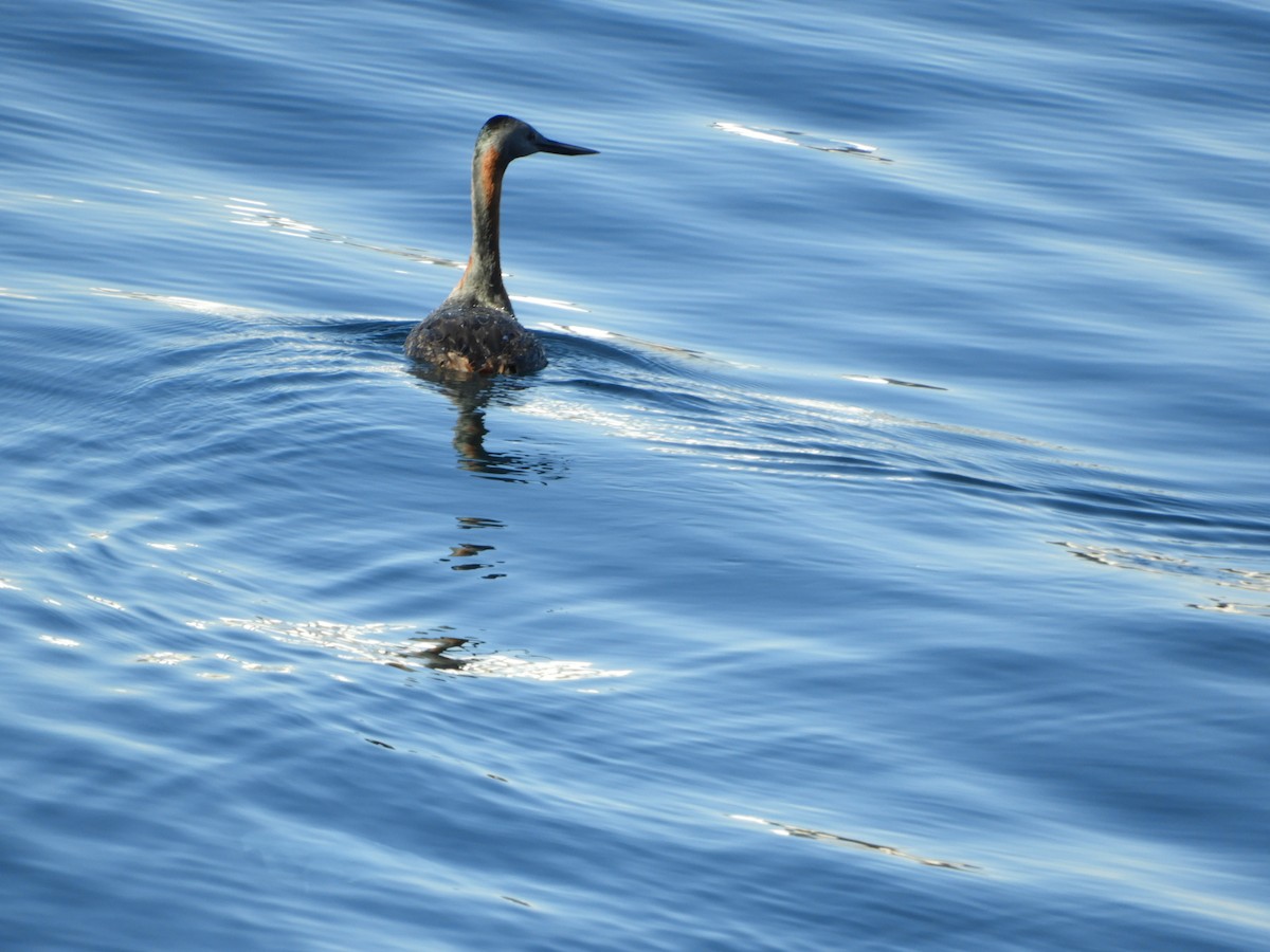 Great Grebe - ML615584556