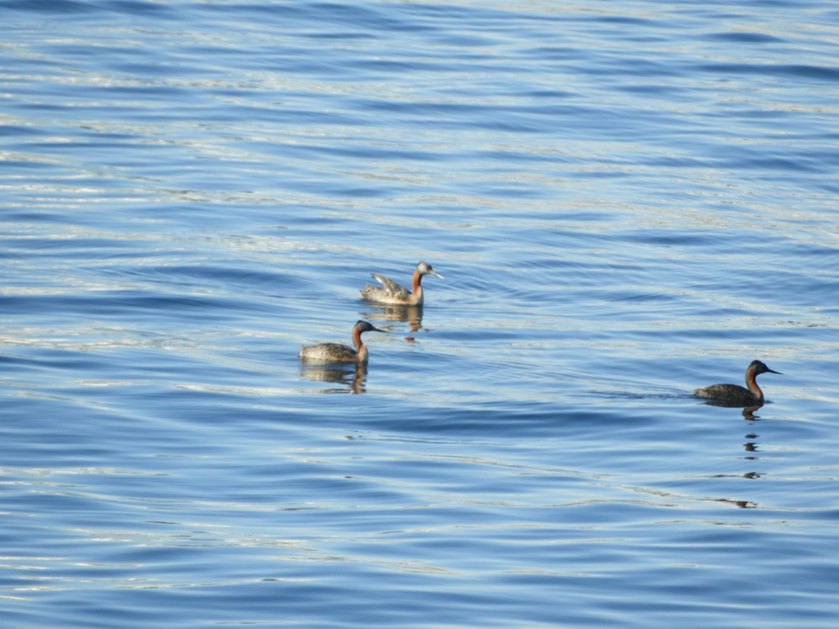 Great Grebe - ML615584557