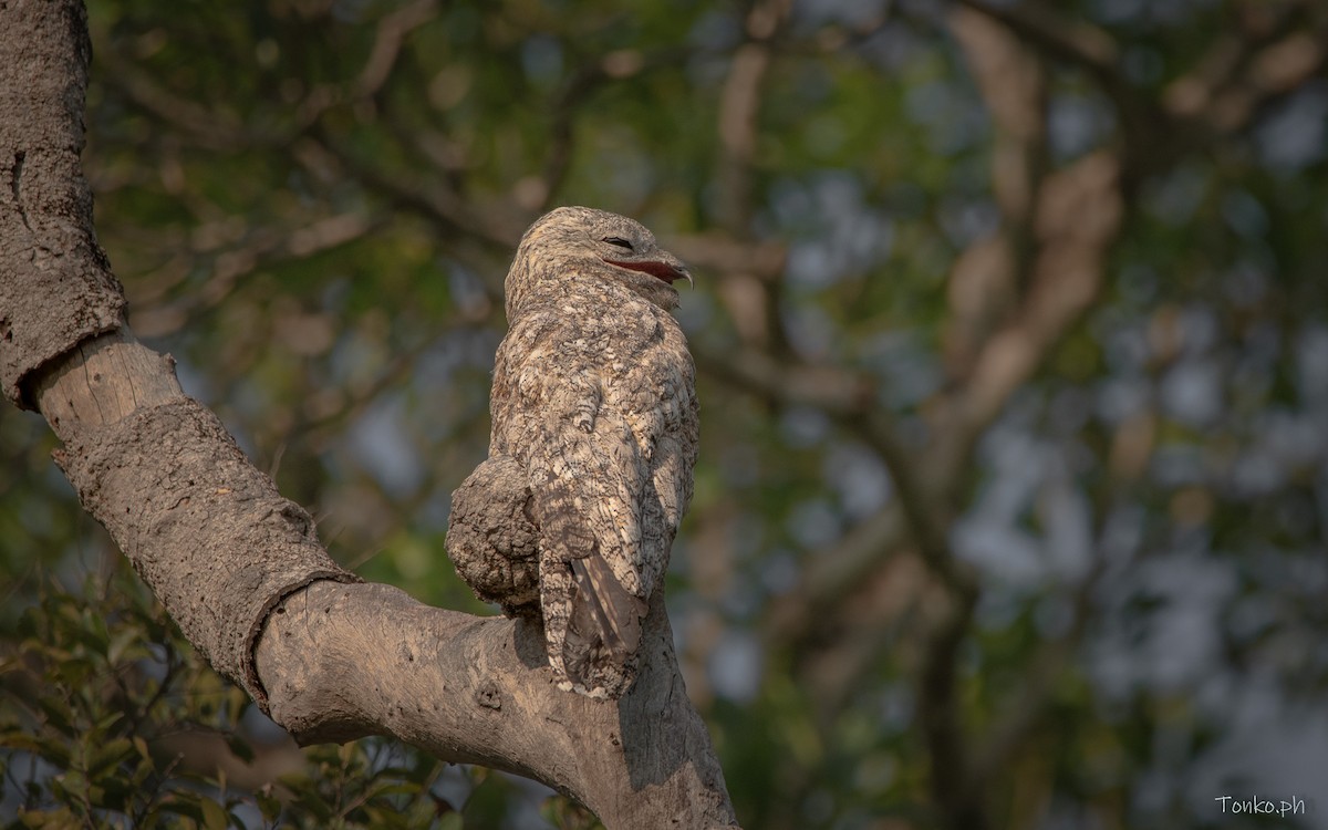 Great Potoo - ML615584567