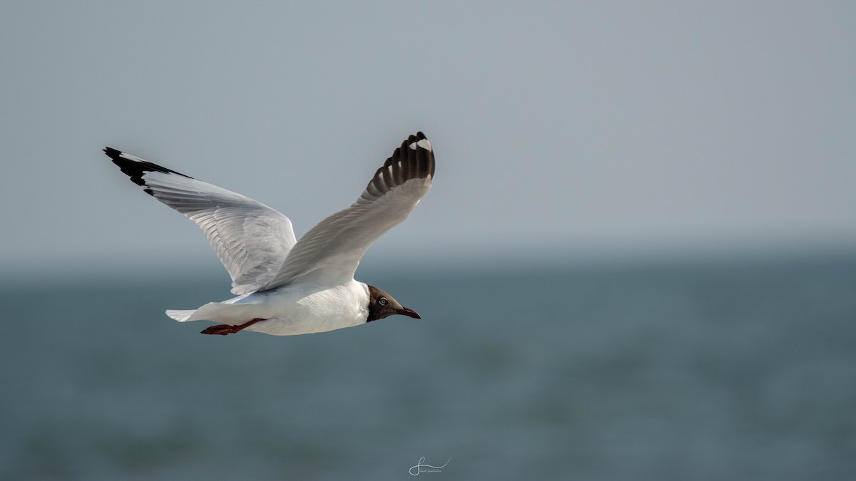 Brown-headed Gull - ML615584570