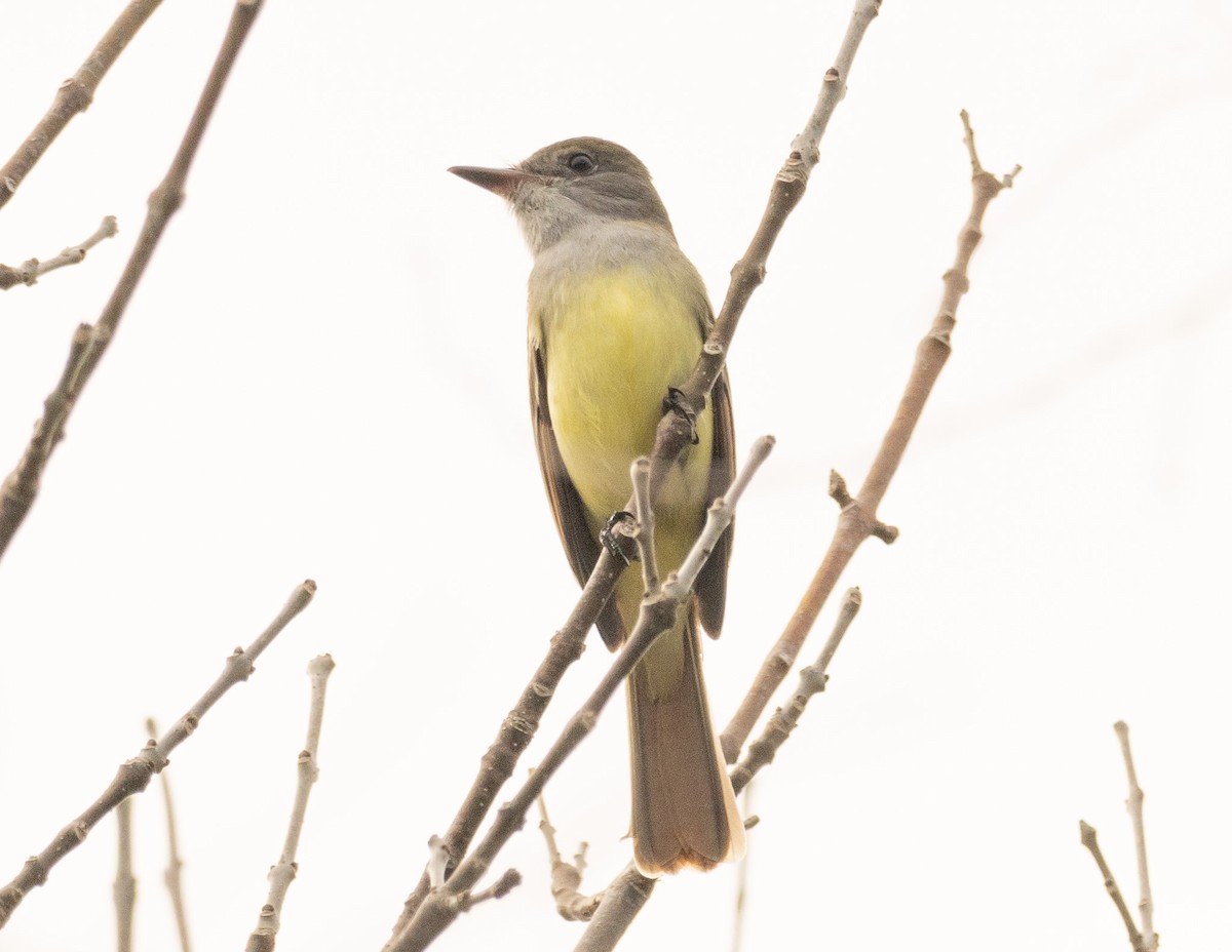 Great Crested Flycatcher - ML615584598