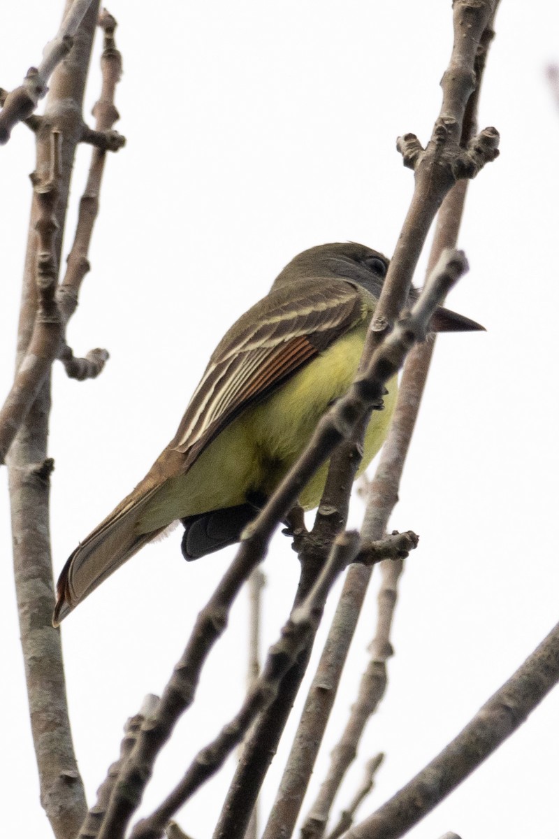 Great Crested Flycatcher - ML615584600