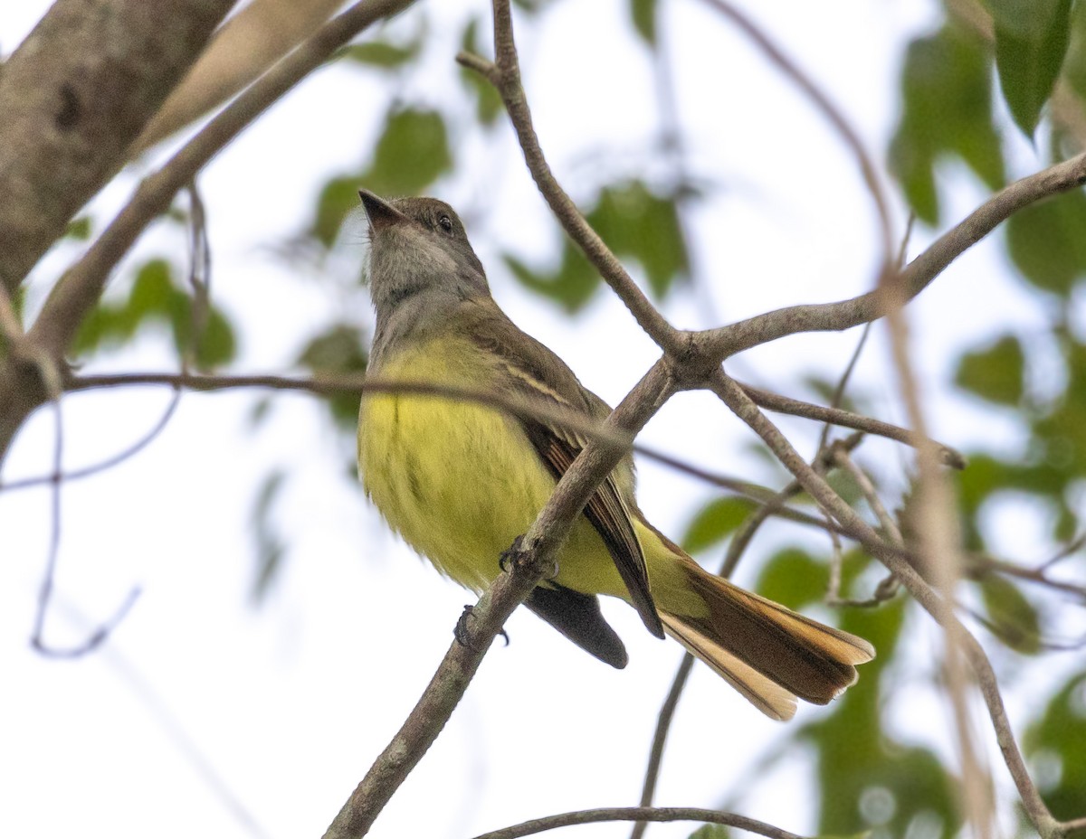 Great Crested Flycatcher - ML615584601