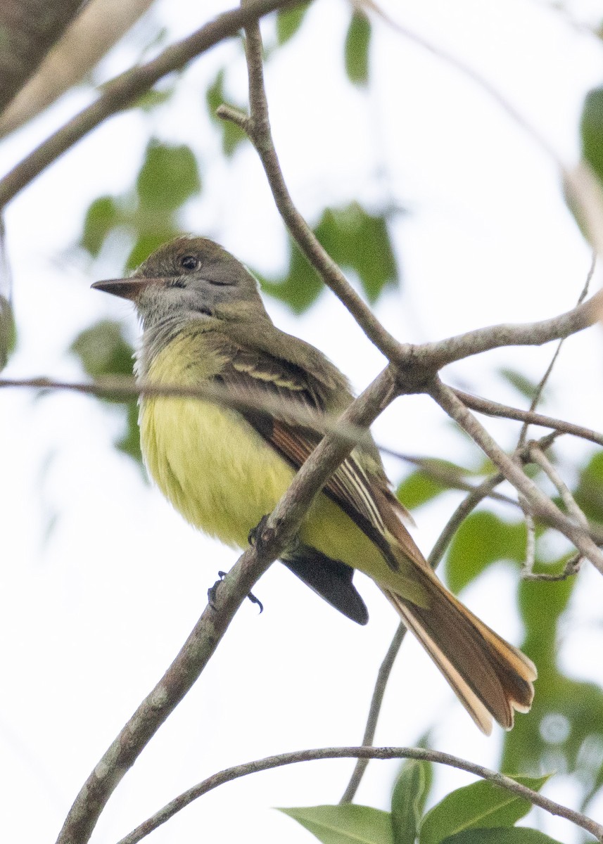 Great Crested Flycatcher - ML615584602