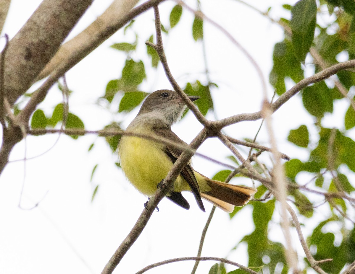Great Crested Flycatcher - ML615584603