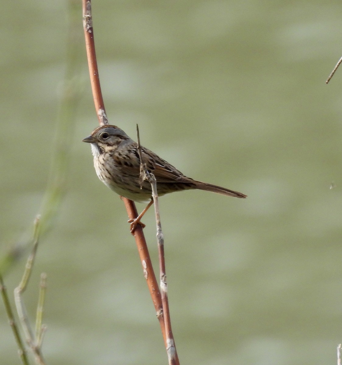 Lincoln's Sparrow - ML615584605