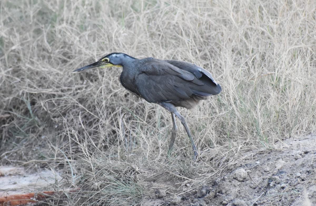 gråkinntigerhegre - ML615584609