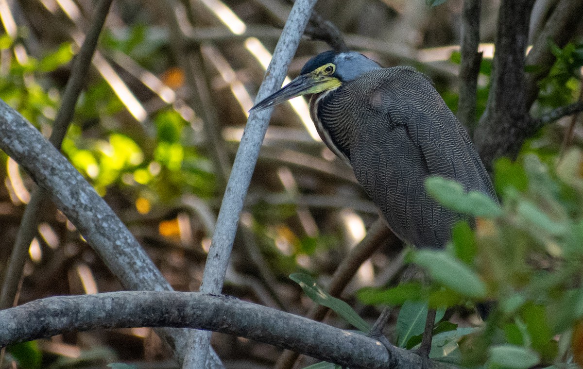 Bare-throated Tiger-Heron - ML615584610