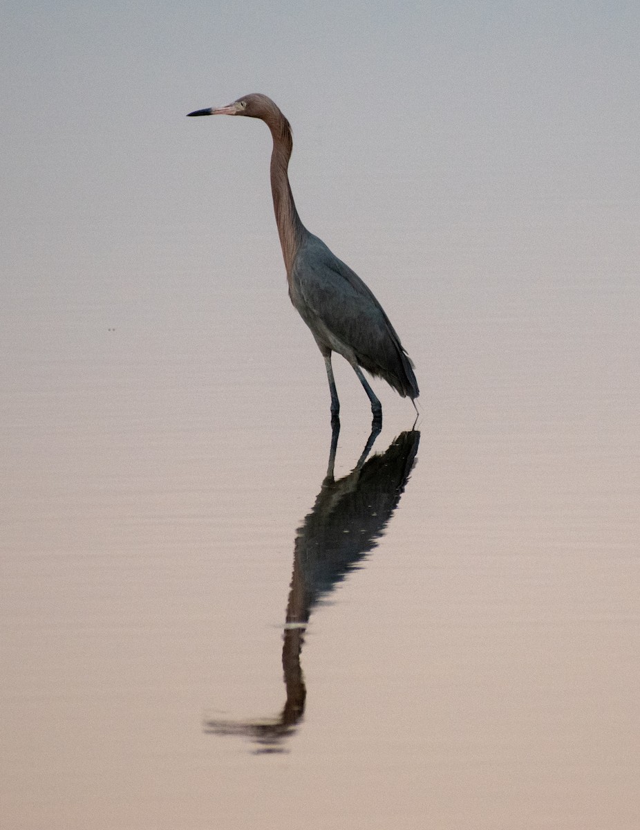 dansehegre - ML615584619