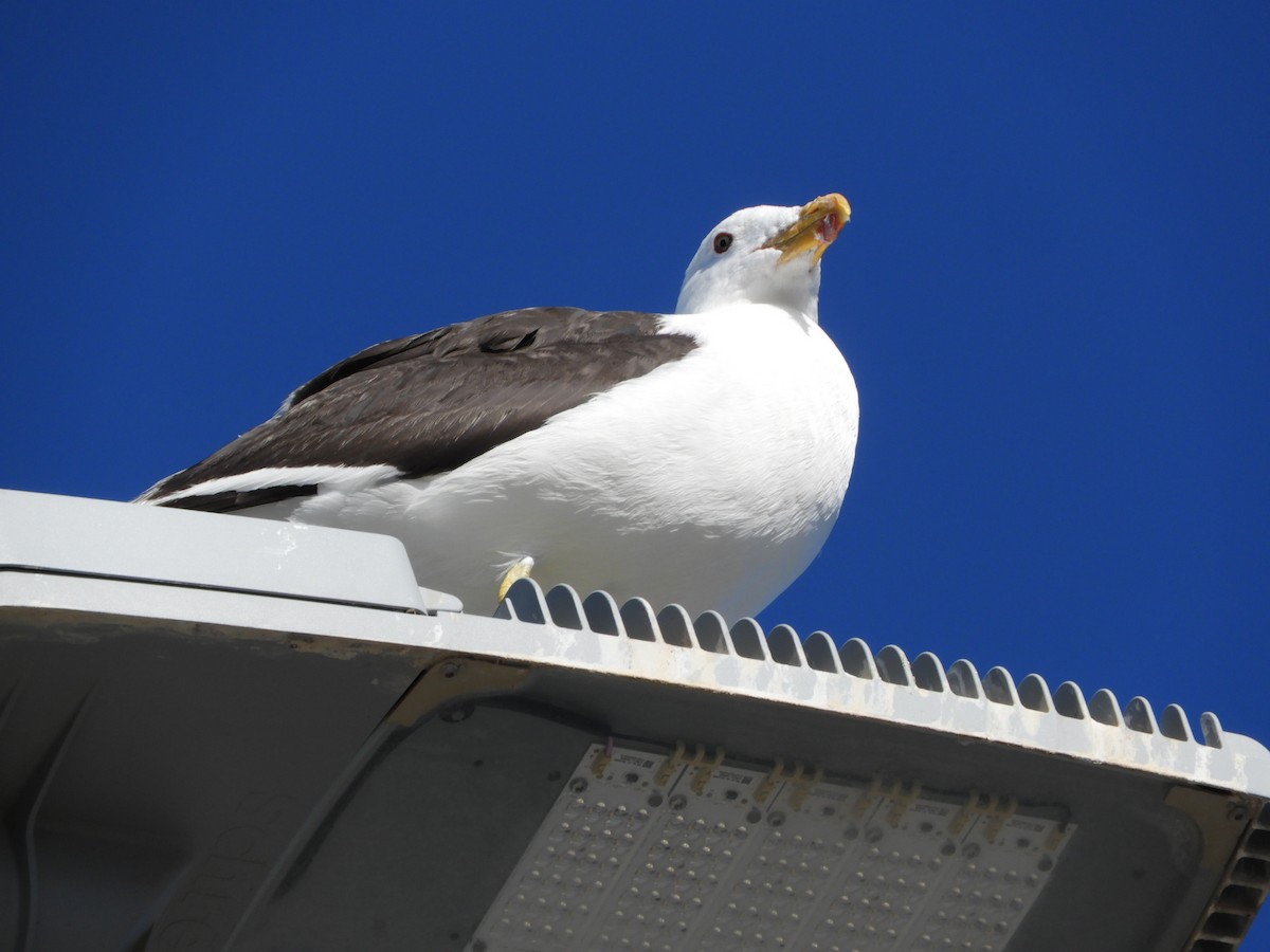 Kelp Gull - ML615584631