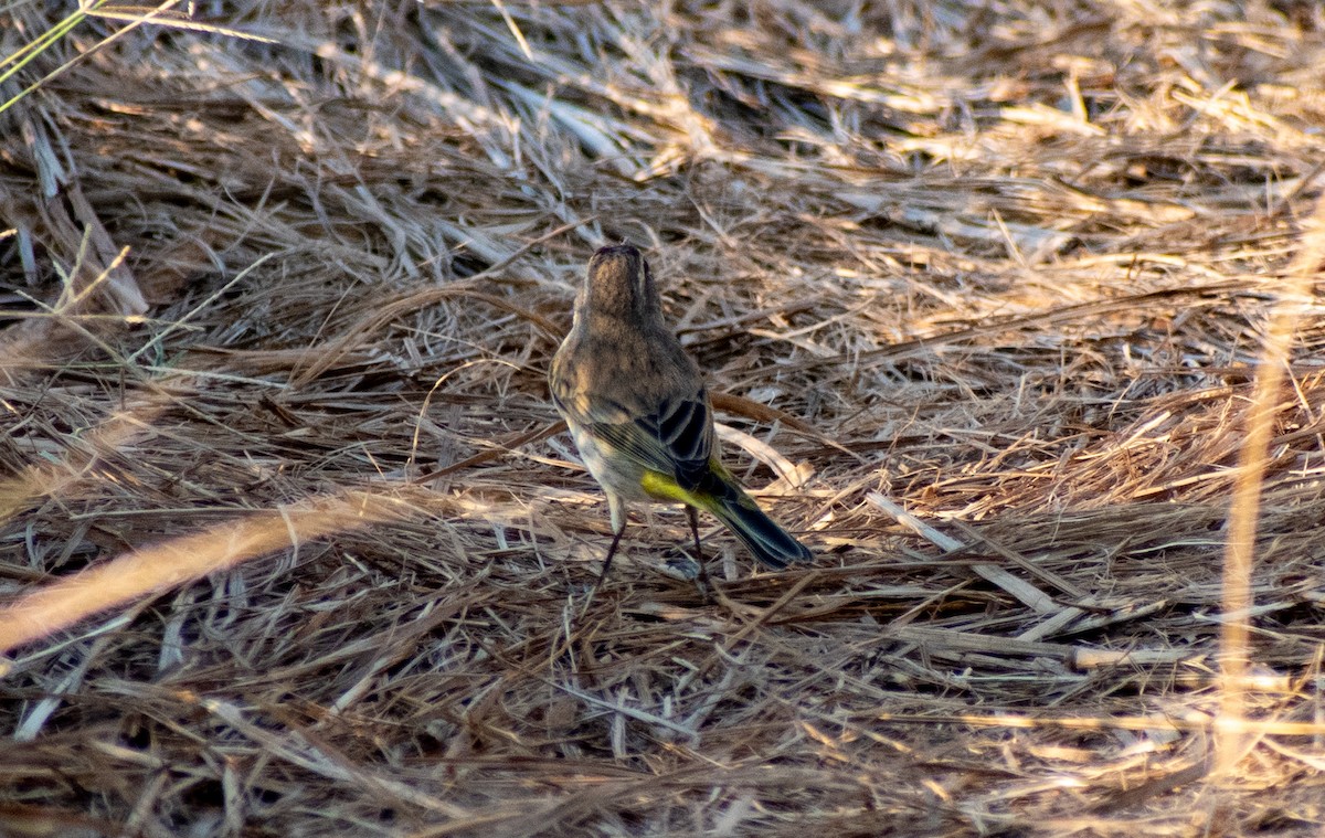 Palm Warbler - ML615584641