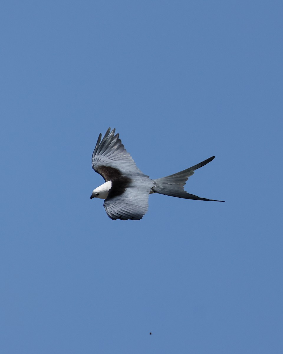 Swallow-tailed Kite - ML615584665