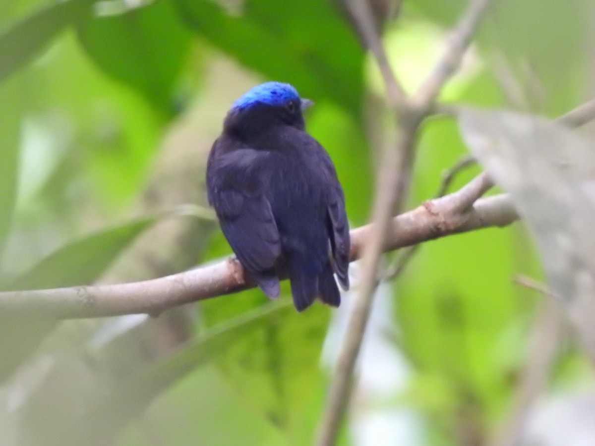 Blue-capped Manakin - ML615584709