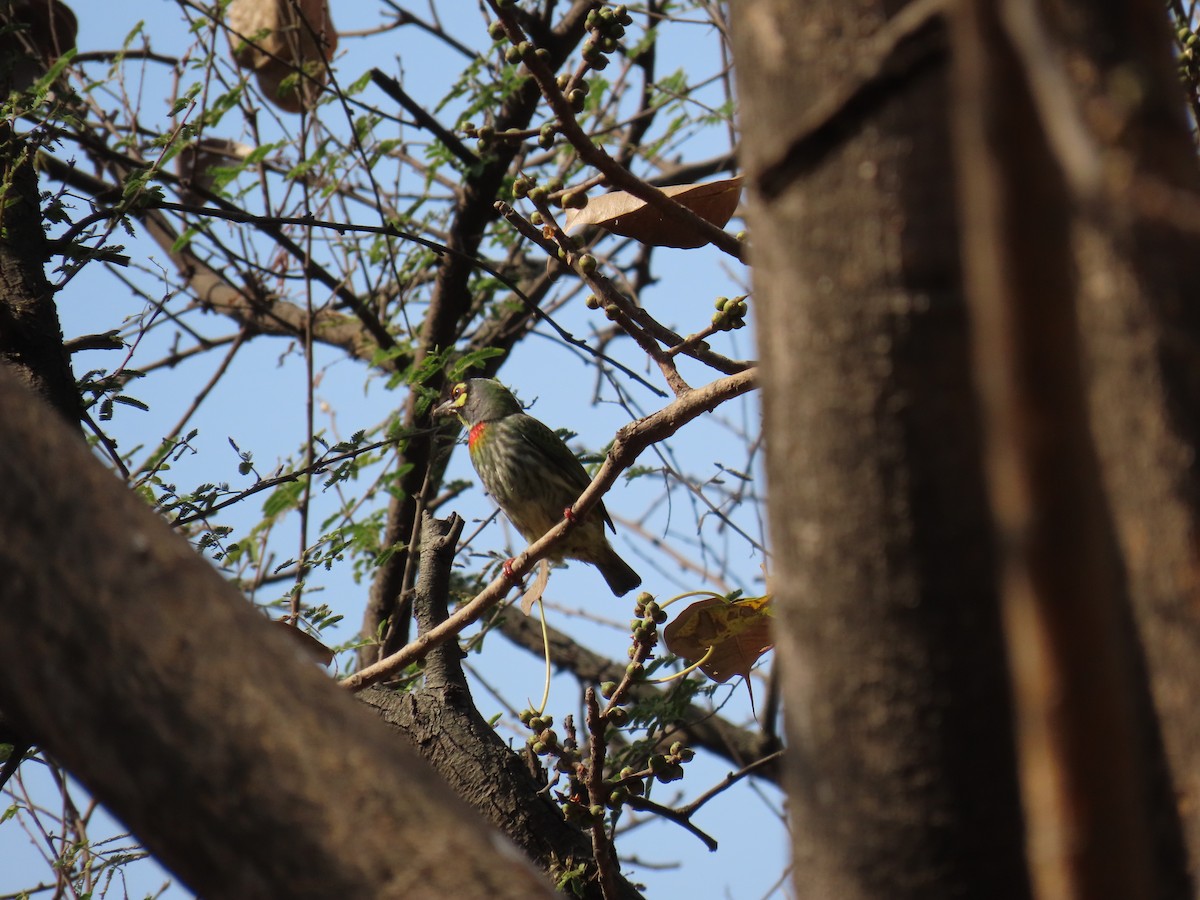 Coppersmith Barbet - ML615584748