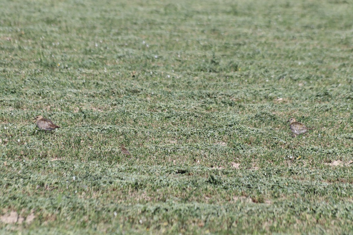 European Golden-Plover - ML615584789