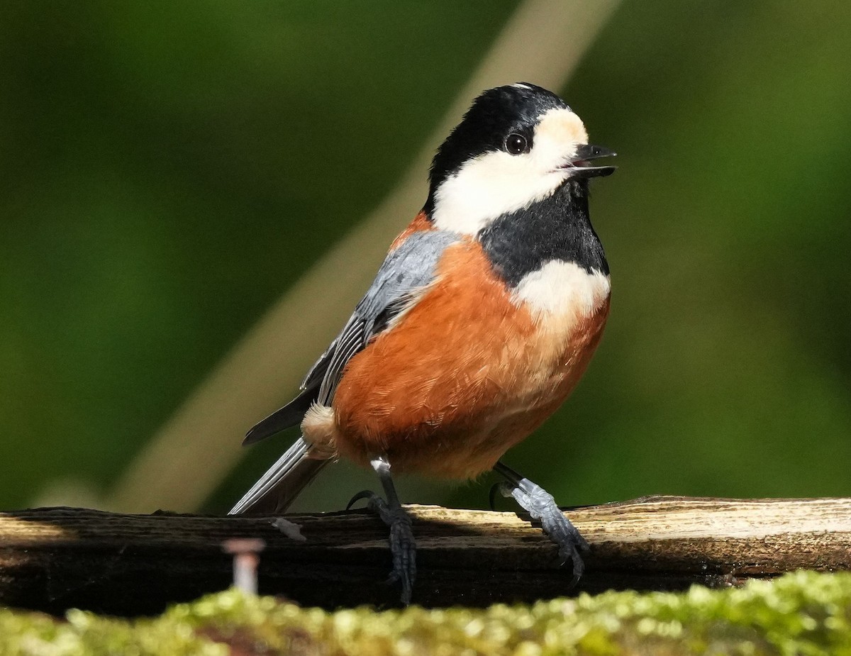 Varied Tit - ML615584826