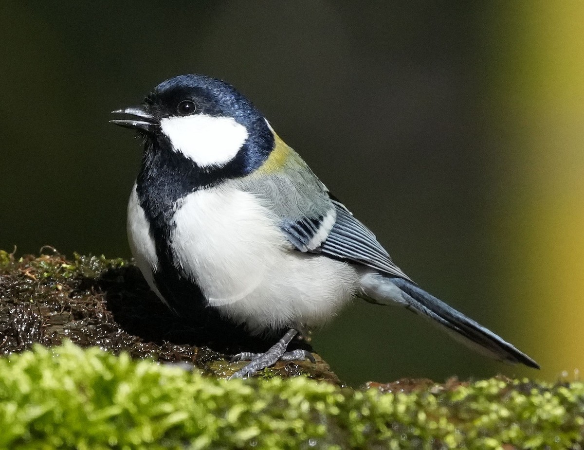 Asian Tit (Japanese) - ML615584831