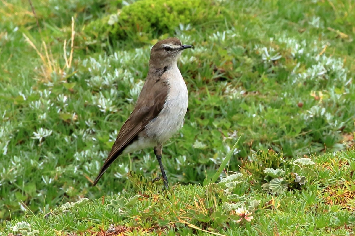 Plain-capped Ground-Tyrant - Manfred Bienert