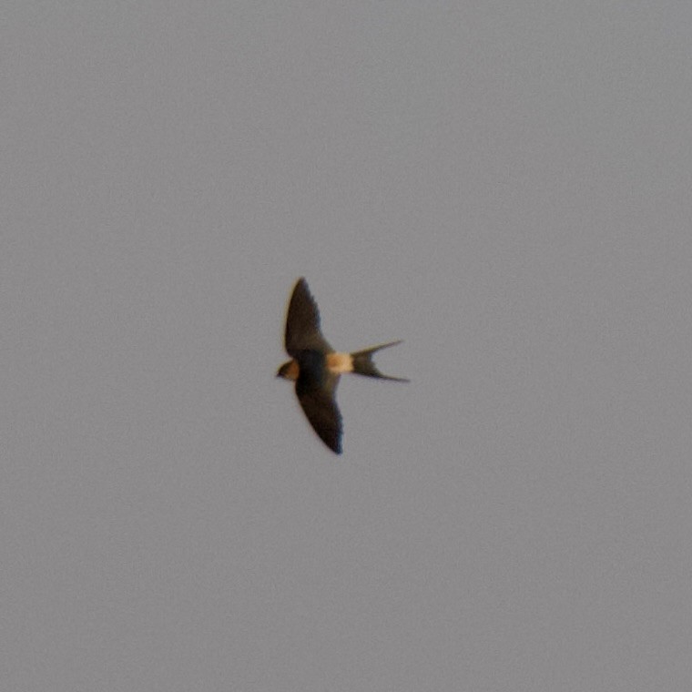 Red-rumped Swallow - ML615584916