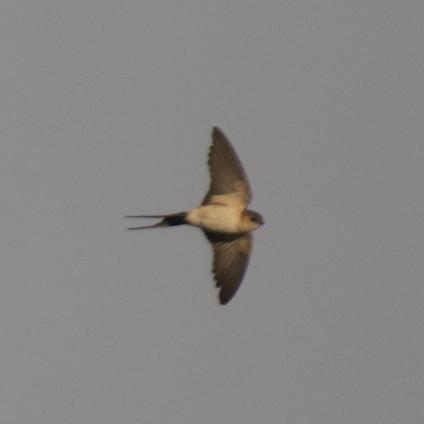 Red-rumped Swallow - ML615584917