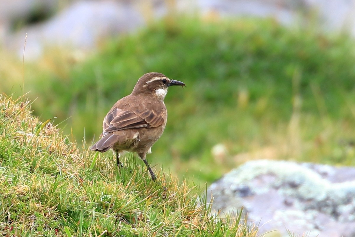 Stout-billed Cinclodes - Manfred Bienert