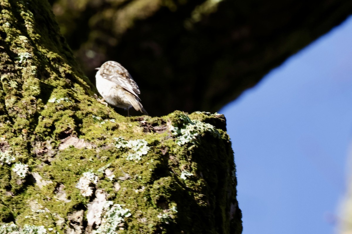 Brown Creeper - ML615585001