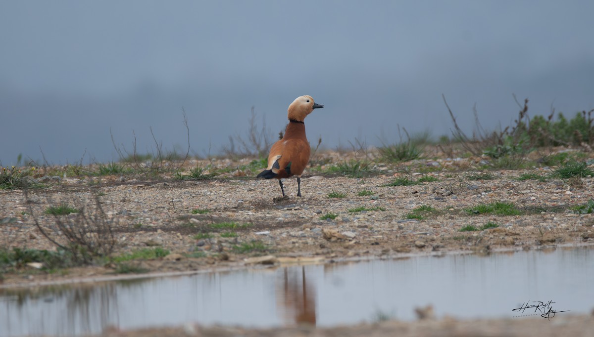 Ruddy Shelduck - ML615585046