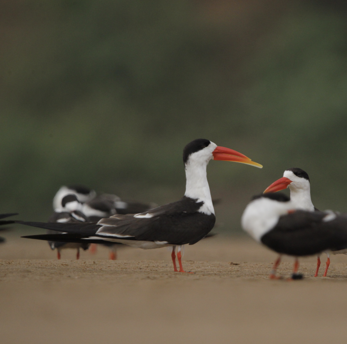 Indian Skimmer - ML615585058