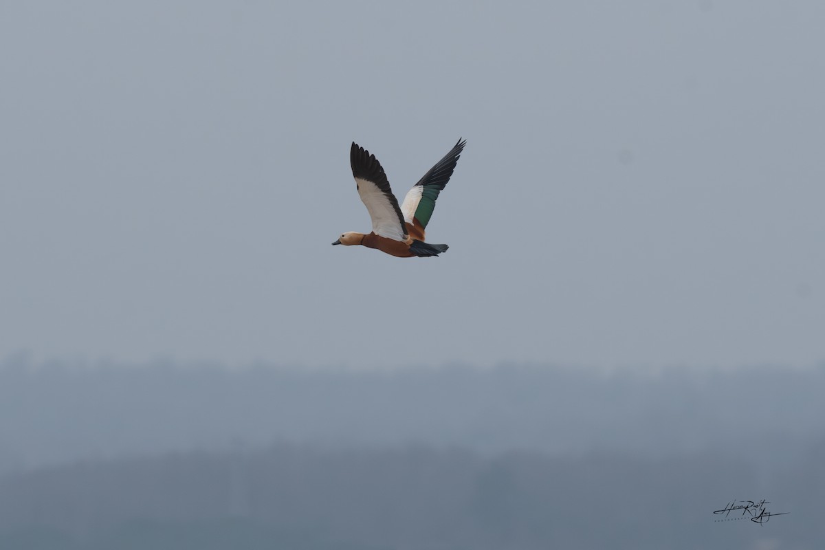 Ruddy Shelduck - ML615585109