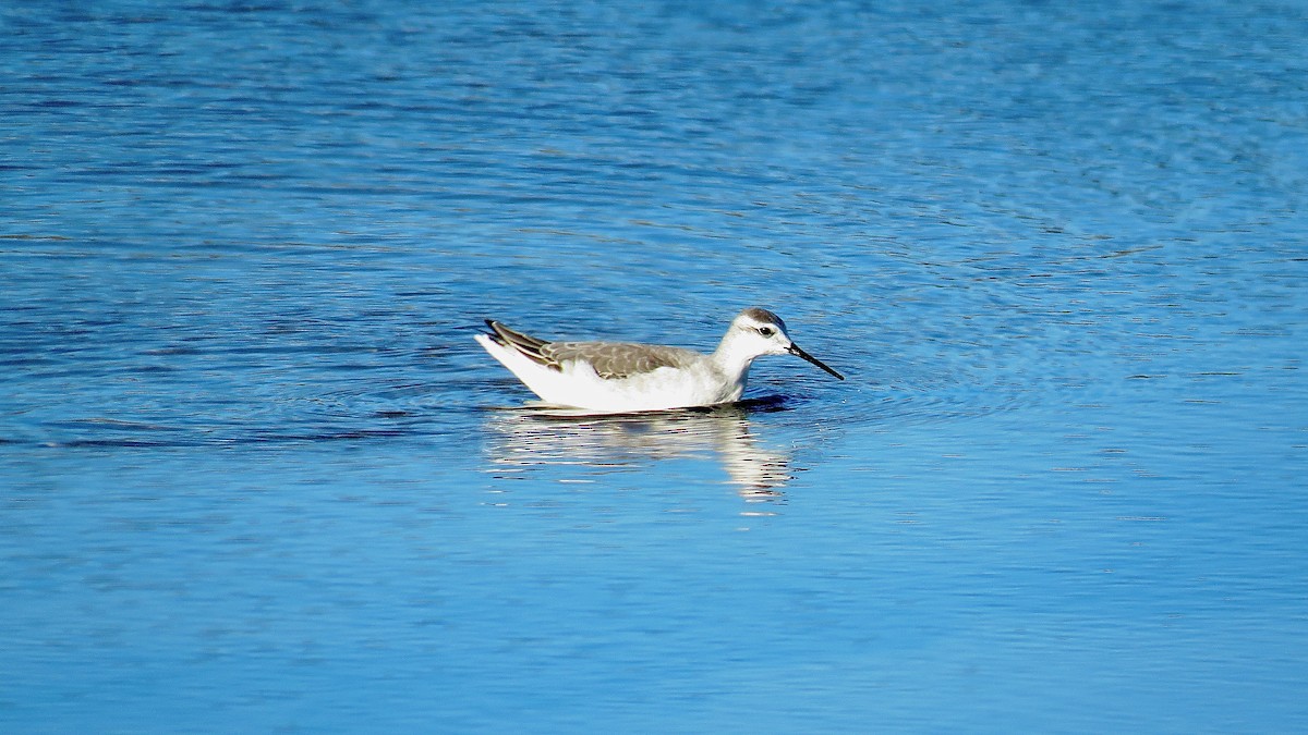 Wilson's Phalarope - ML615585115