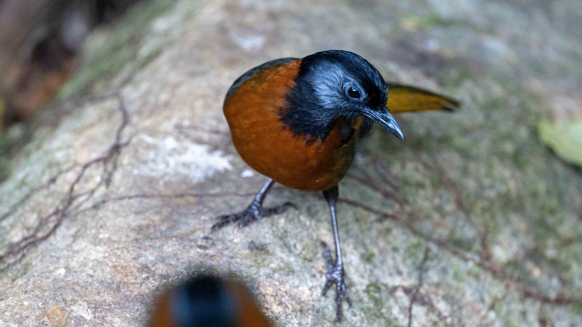 Collared Laughingthrush - Steve McInnis