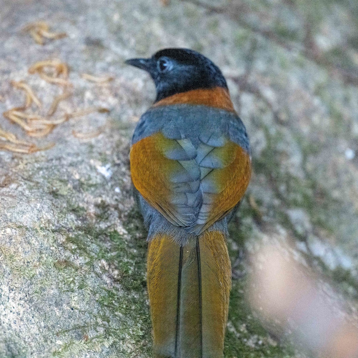 Collared Laughingthrush - Steve McInnis