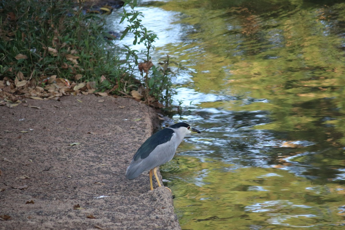 Black-crowned Night Heron - ML615585219