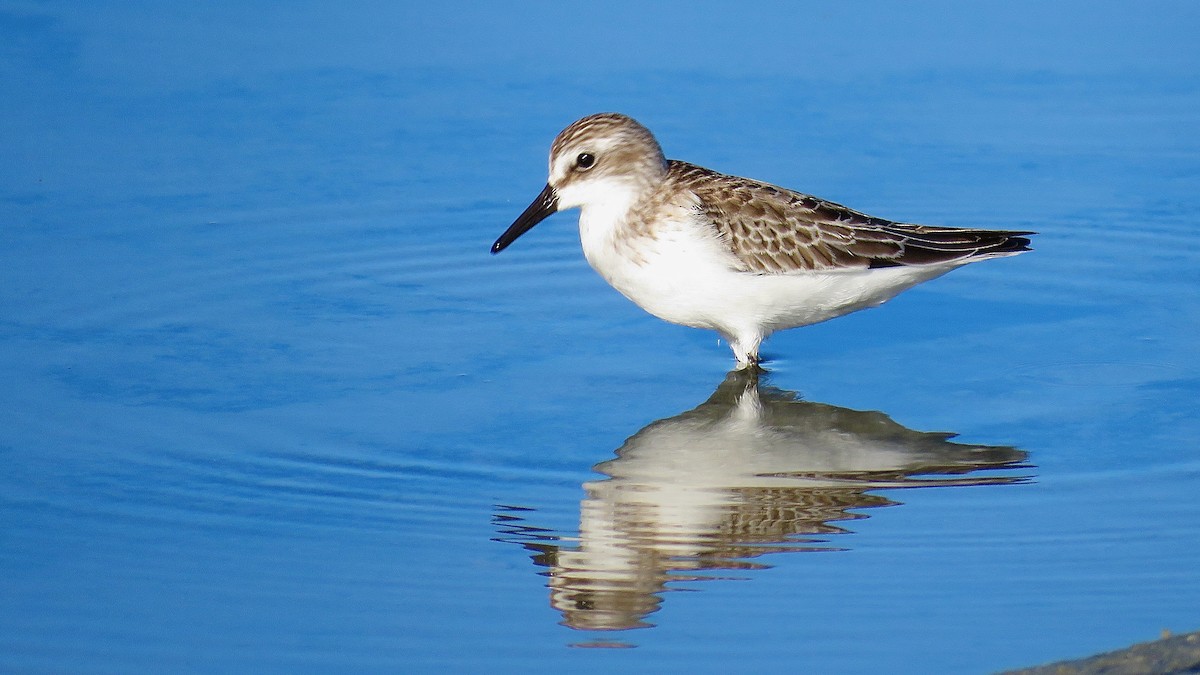 Sanderling - ML615585238