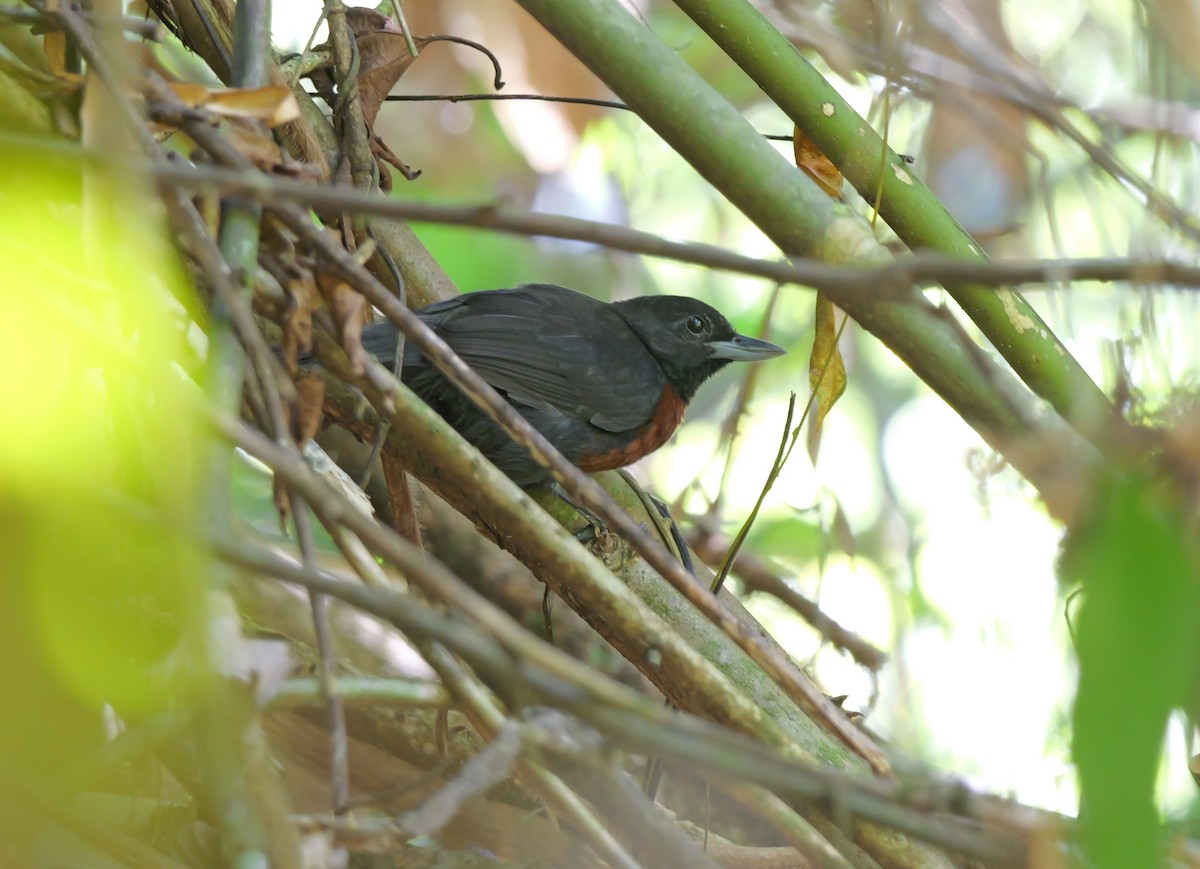 Black Bushbird - ML615585249