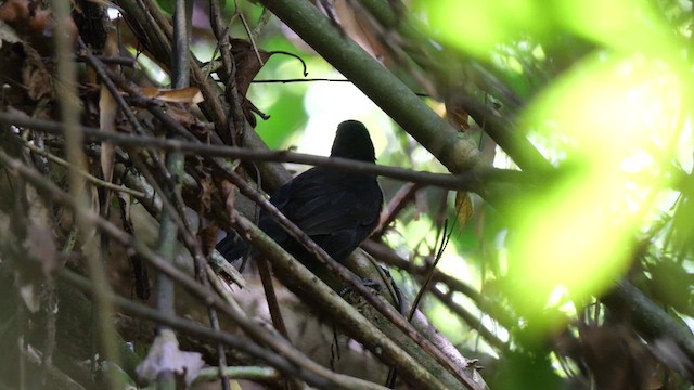 Black Bushbird - ML615585265