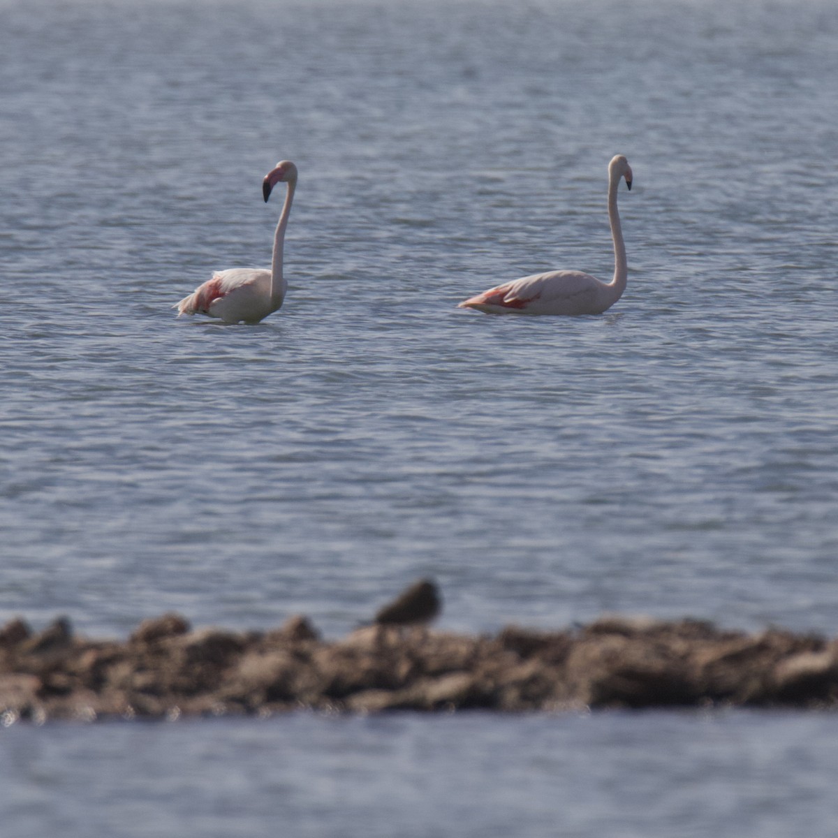 Greater Flamingo - ML615585336
