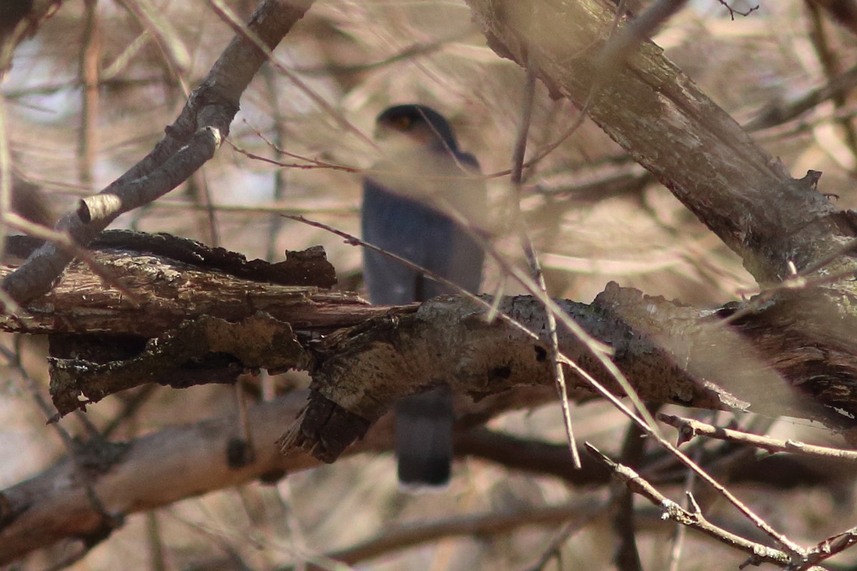 Sharp-shinned Hawk - ML615585385