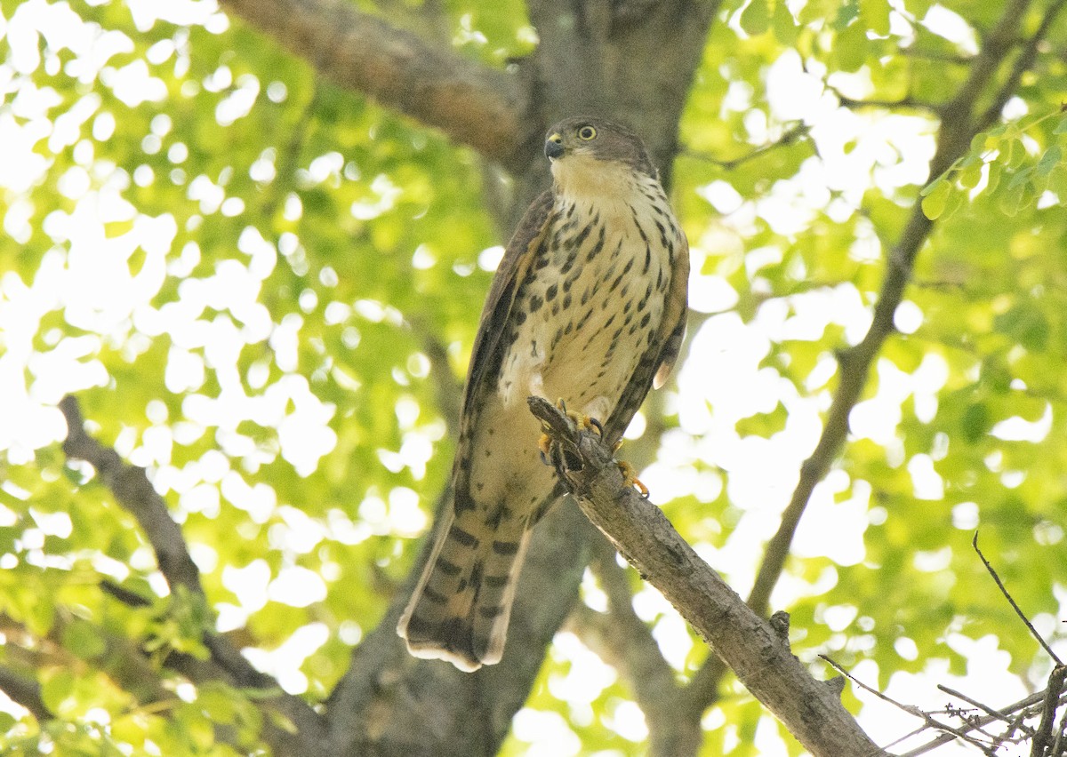 Little Sparrowhawk - ML615585387