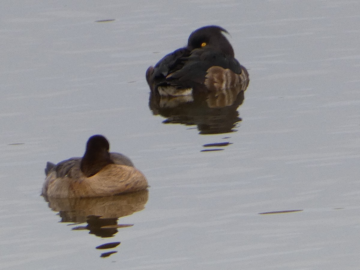 Tufted Duck - ML615585389