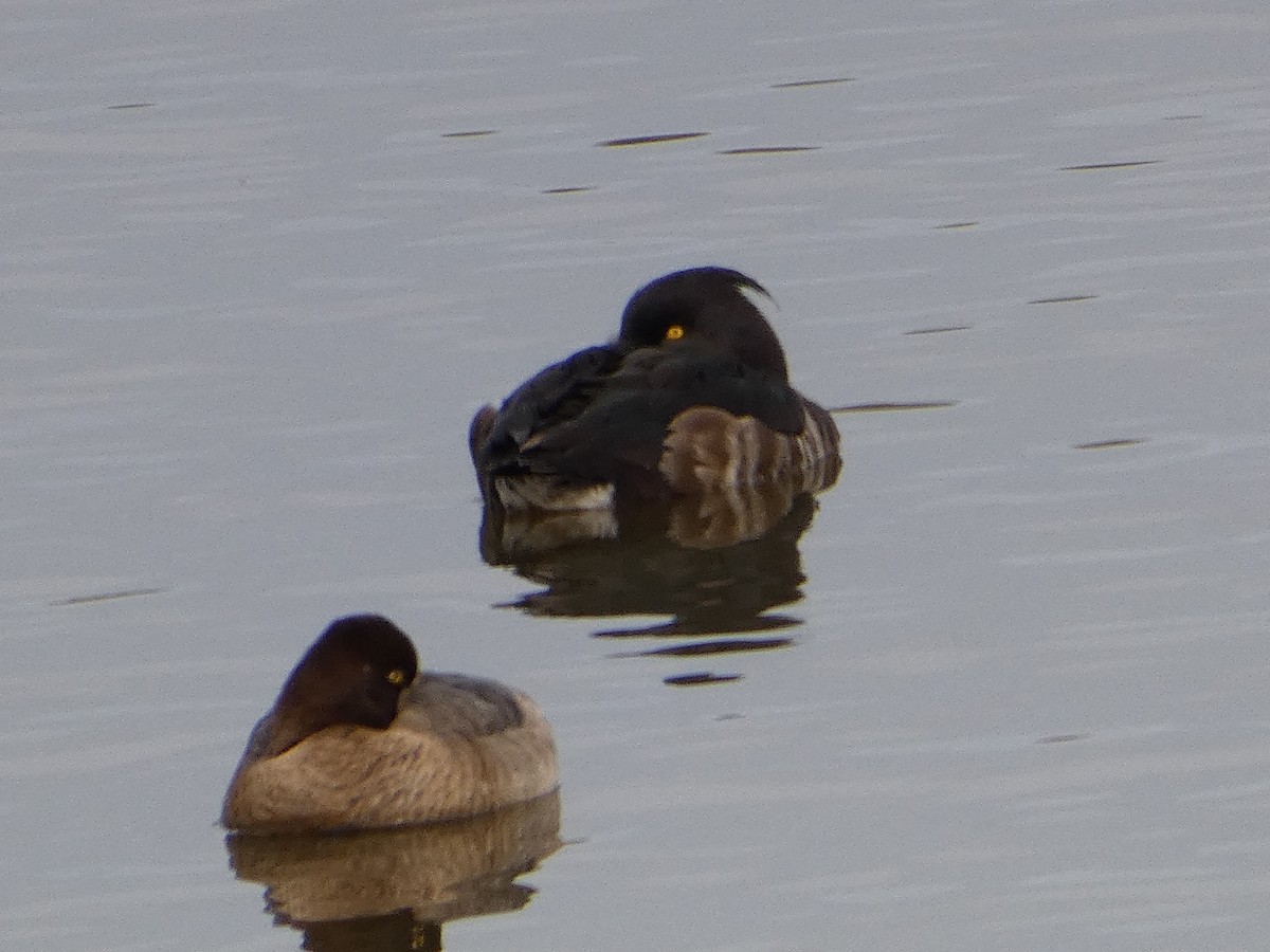 Tufted Duck - ML615585405