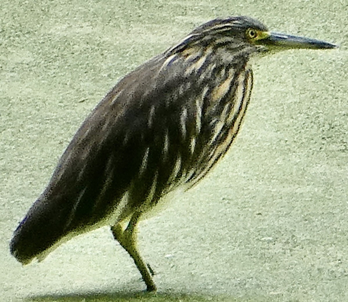 Malagasy Pond-Heron - Anonymous